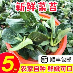 霜打上海崇明青寒菜瓢儿菜青菜叶菜白菜5斤小油菜新鲜蔬菜零售价￥29
